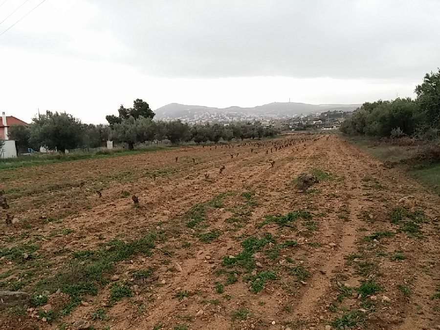Photo 106600449