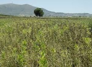 Αγροτεμάχιο προς πώληση Μουρίκιο Αναρράχη 9.300 τ.μ.