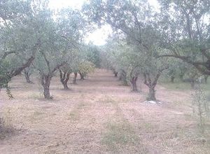 Sale, Parcel, Amikles (Sparti)