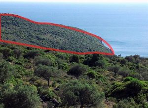 Οικόπεδο προς πώληση Κιτριές (Αβία) 318.000 τ.μ.