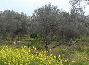 Οικόπεδο προς πώληση Άνοιξη (Παιανία) 550 τ.μ.