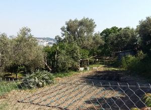 Οικόπεδο, Χρυσομαλλούσα