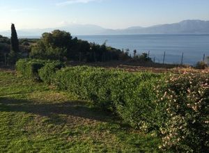 Μονοκατοικία προς πώληση Διμηνιό (Σικυώνα) 75 τ.μ. 2 Υπνοδωμάτια