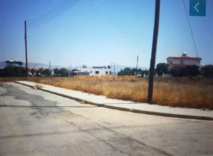 Οικόπεδο, Κοκκινοτριμιθιά