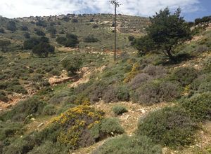 Plot Naxos