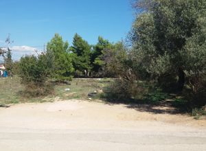 Plot Panorama