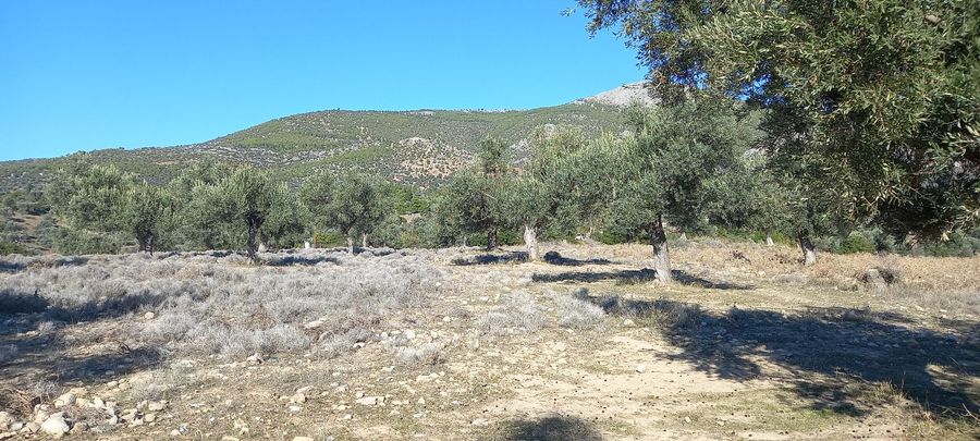 Photo 248233734