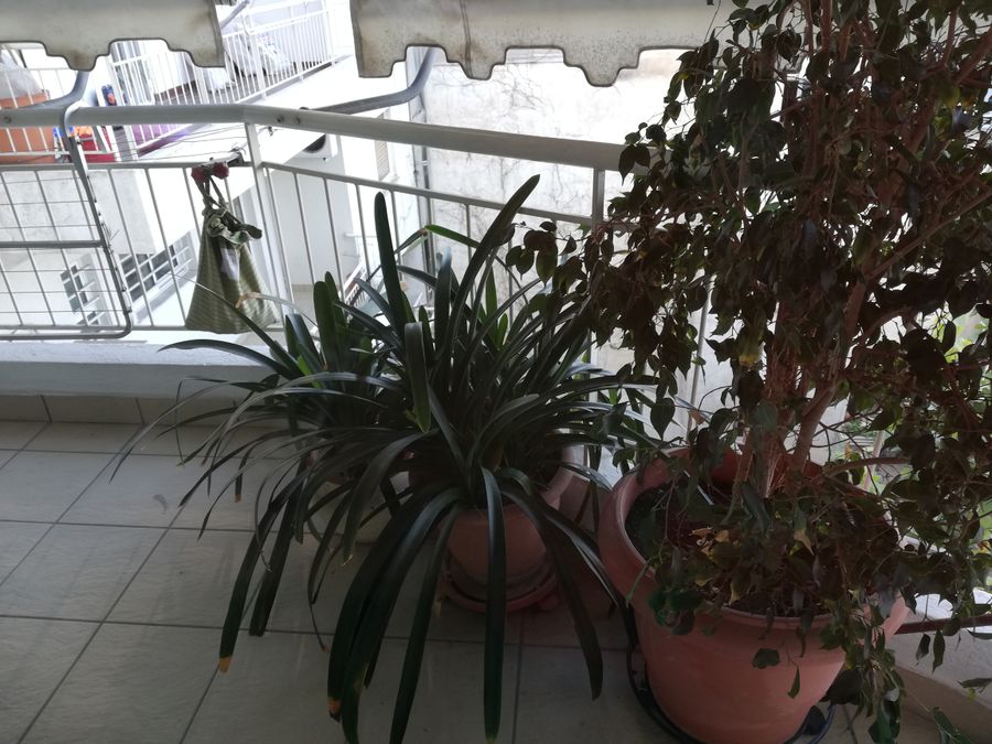 Foto 248626884