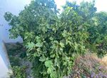 Photo 261430227