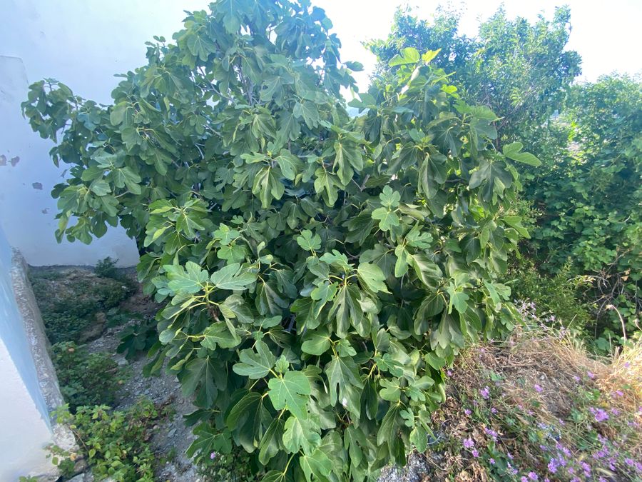 Photo 261430227
