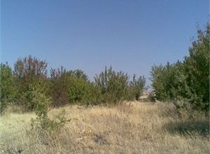 Land Plot, Krini