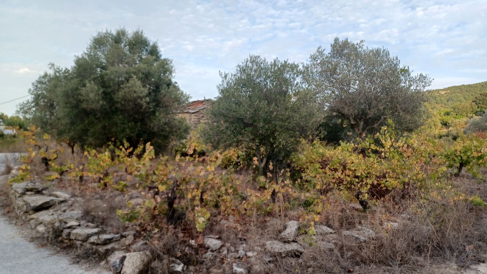 Land Plot for sale Raches (Ikaria) Traditional property for sale