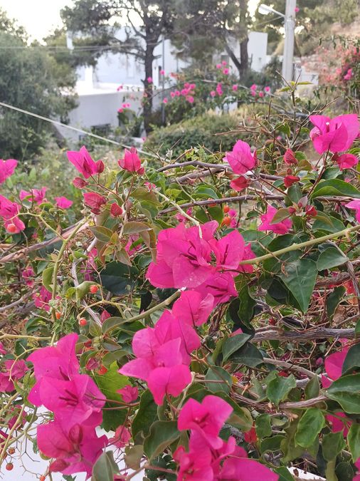 Photo 286694268