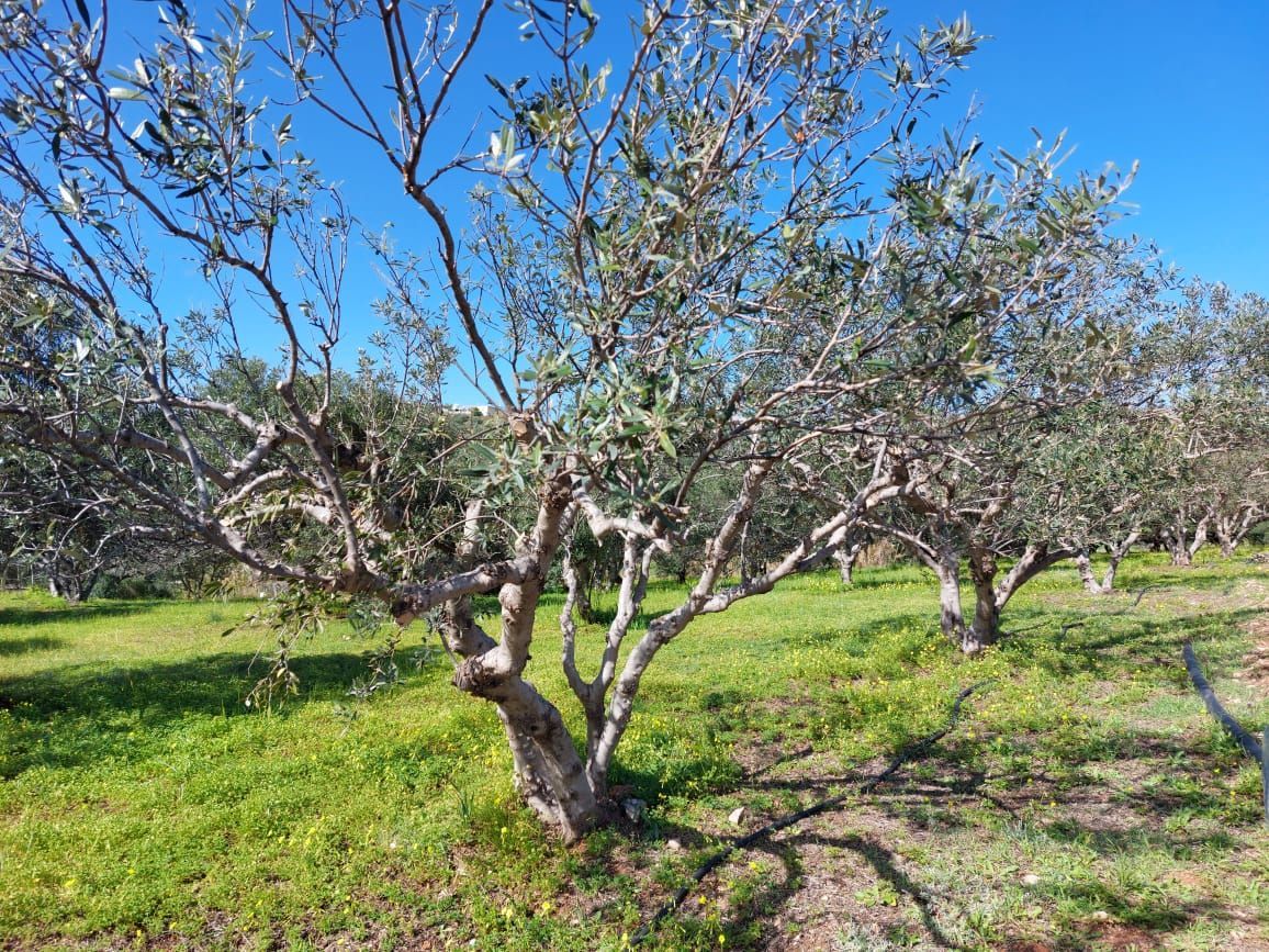 Grundstck mit Olivenbumen nur 3 km vom Meer entfernt in Pelegrines, Sitia