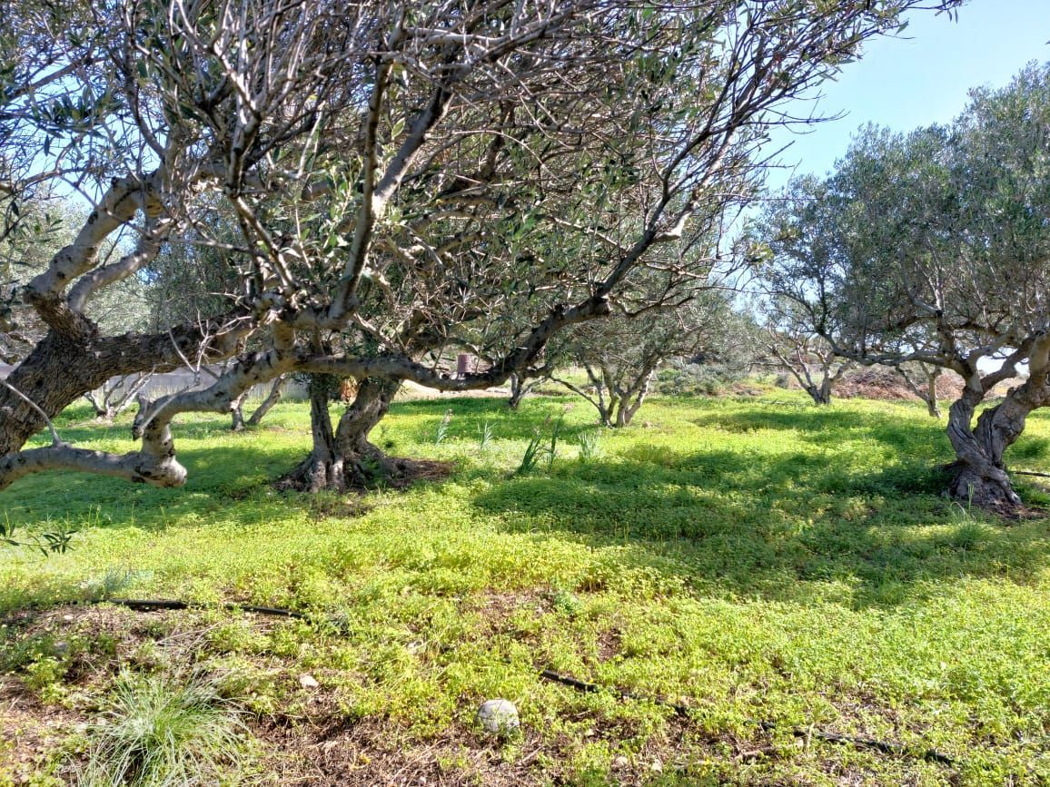 Grundstck mit Olivenbumen nur 3 km vom Meer entfernt in Pelegrines, Sitia