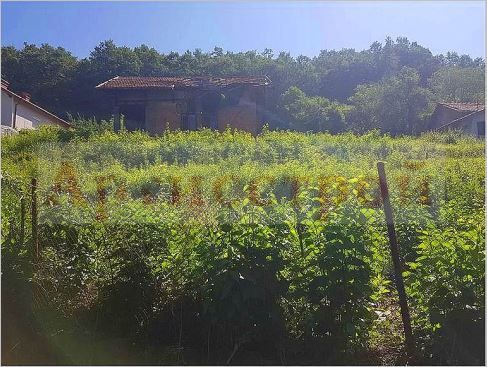 Снимка 303370227