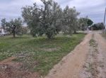 Fotografija 304413447