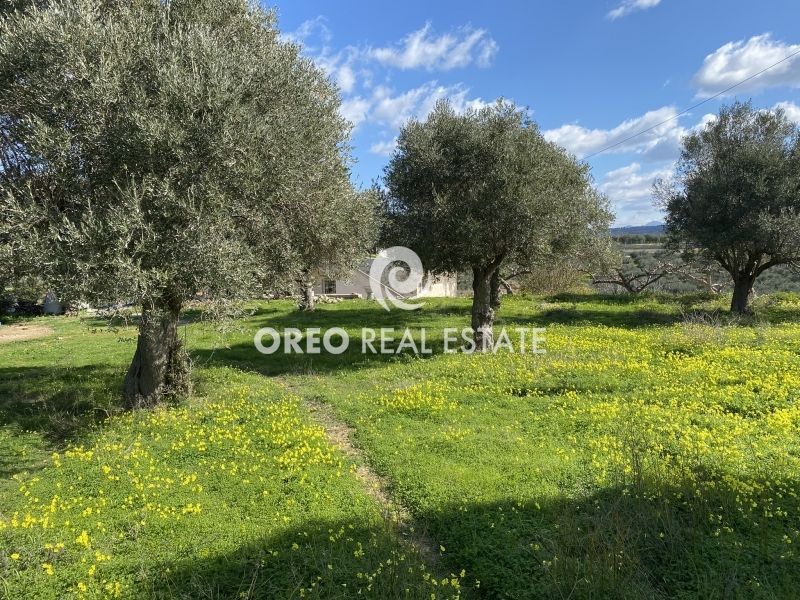 Sale, Plot, 1386m² Arkadi, Prinos | 17263976 | Spitogatos