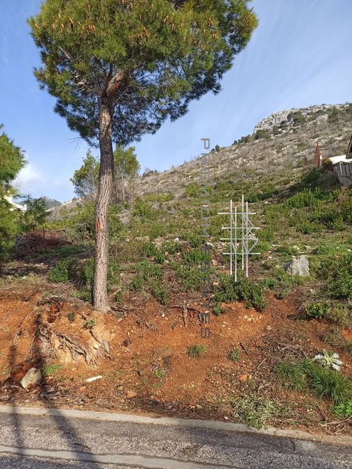 صورة فوتوغرافية 310470225