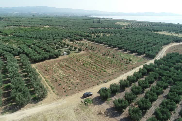 Снимка 311290488