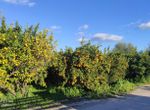 Photo 313143897