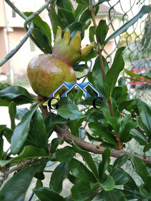 Снимка 314808210