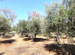 Sale, Plot, 5500m² Arkadi, Prinos | 17625932 | Spitogatos