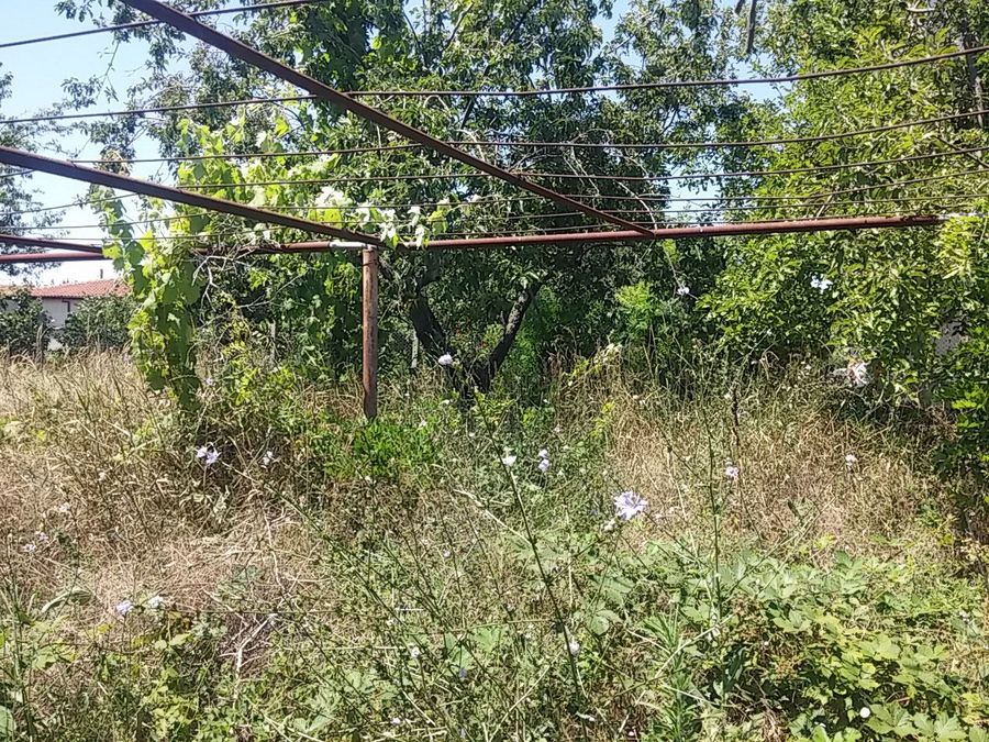 Снимка 316926798