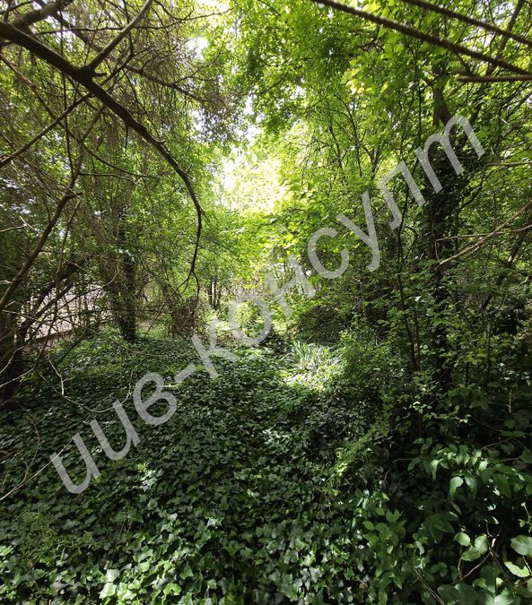 Снимка 319082496