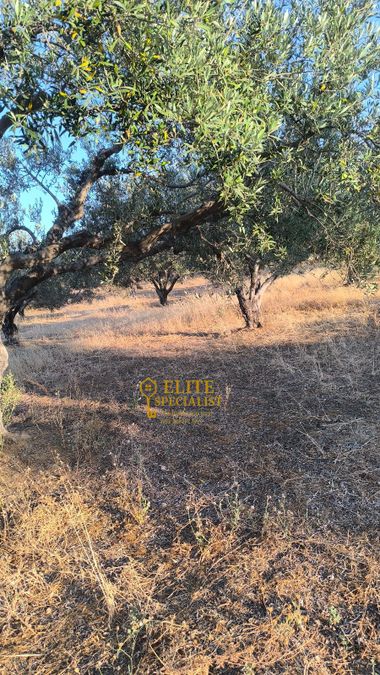 Photo 323091507