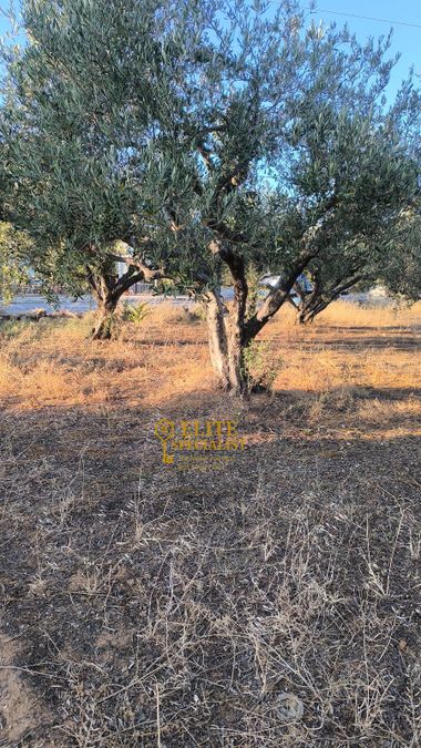 Photo 323091513