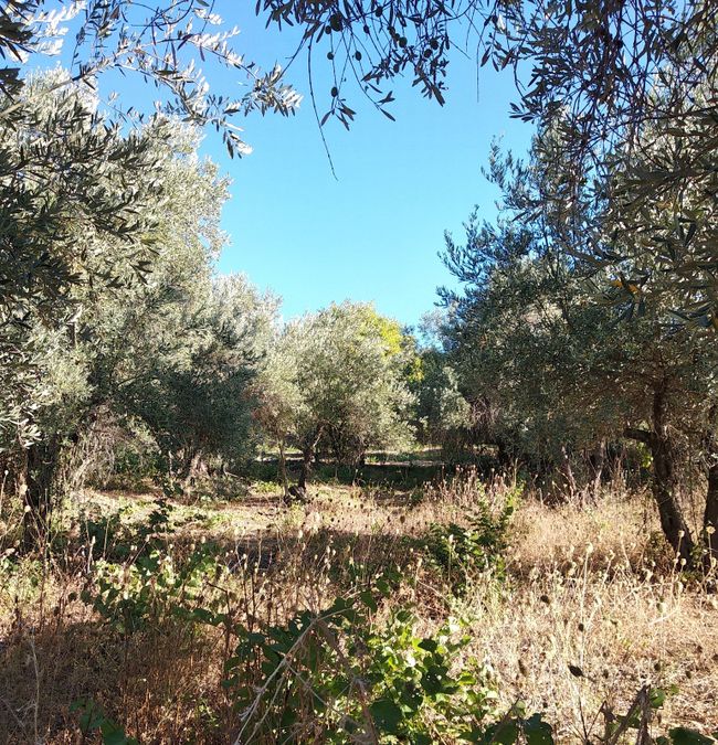 Photo 326207505