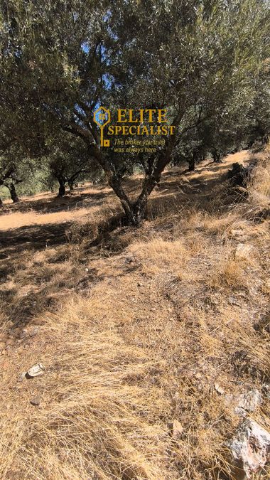 Photo 328205079