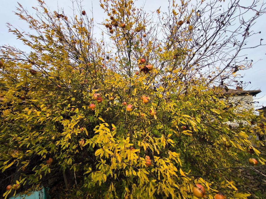 Снимка 333822810