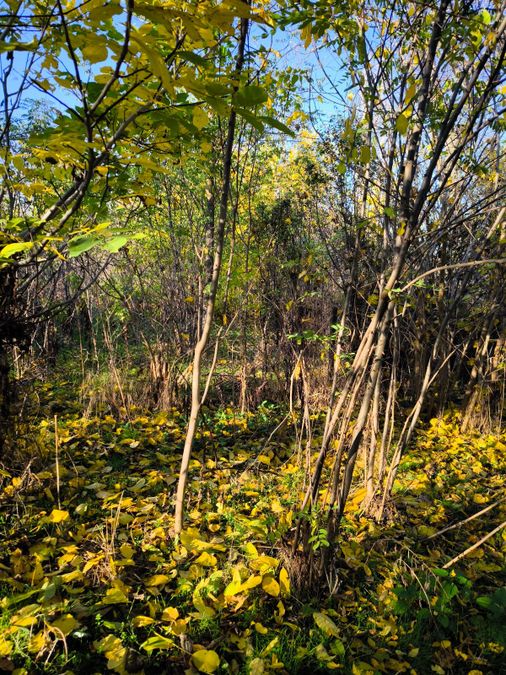 Снимка 337436619