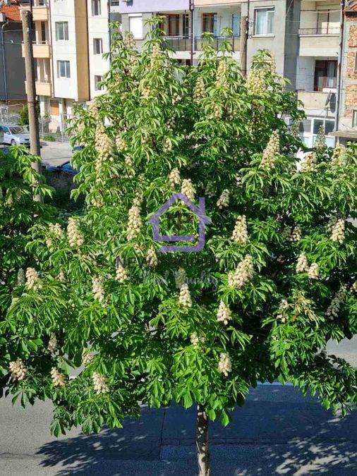 Снимка 338819760