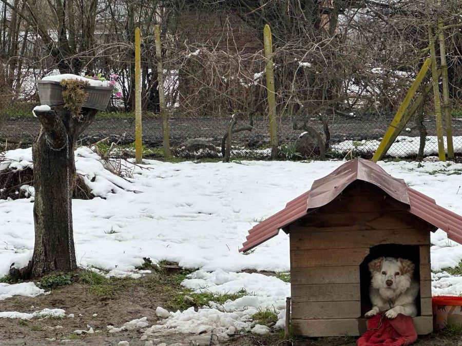 Снимка 344640777