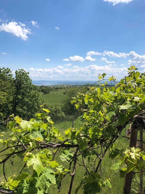 Снимка 347868438