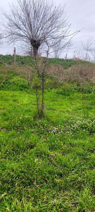 Снимка 348620865