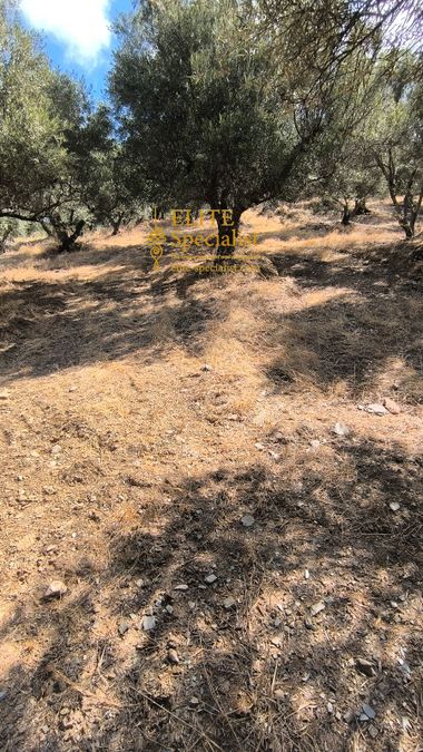 Photo 351712830