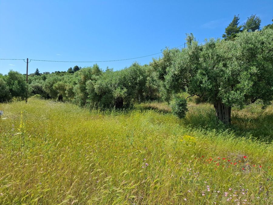 Photo 355123596
