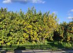 Photo 359974953