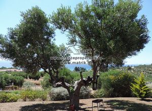 Διαμέρισμα προς πώληση Ελιά (Σιθωνία) 75 τ.μ. 2 Υπνοδωμάτια