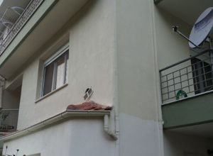 Μεζονέτα, Πεύκα