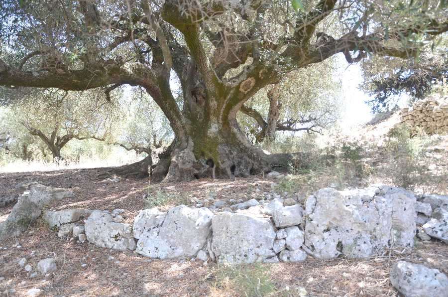 Fotografija 98643456